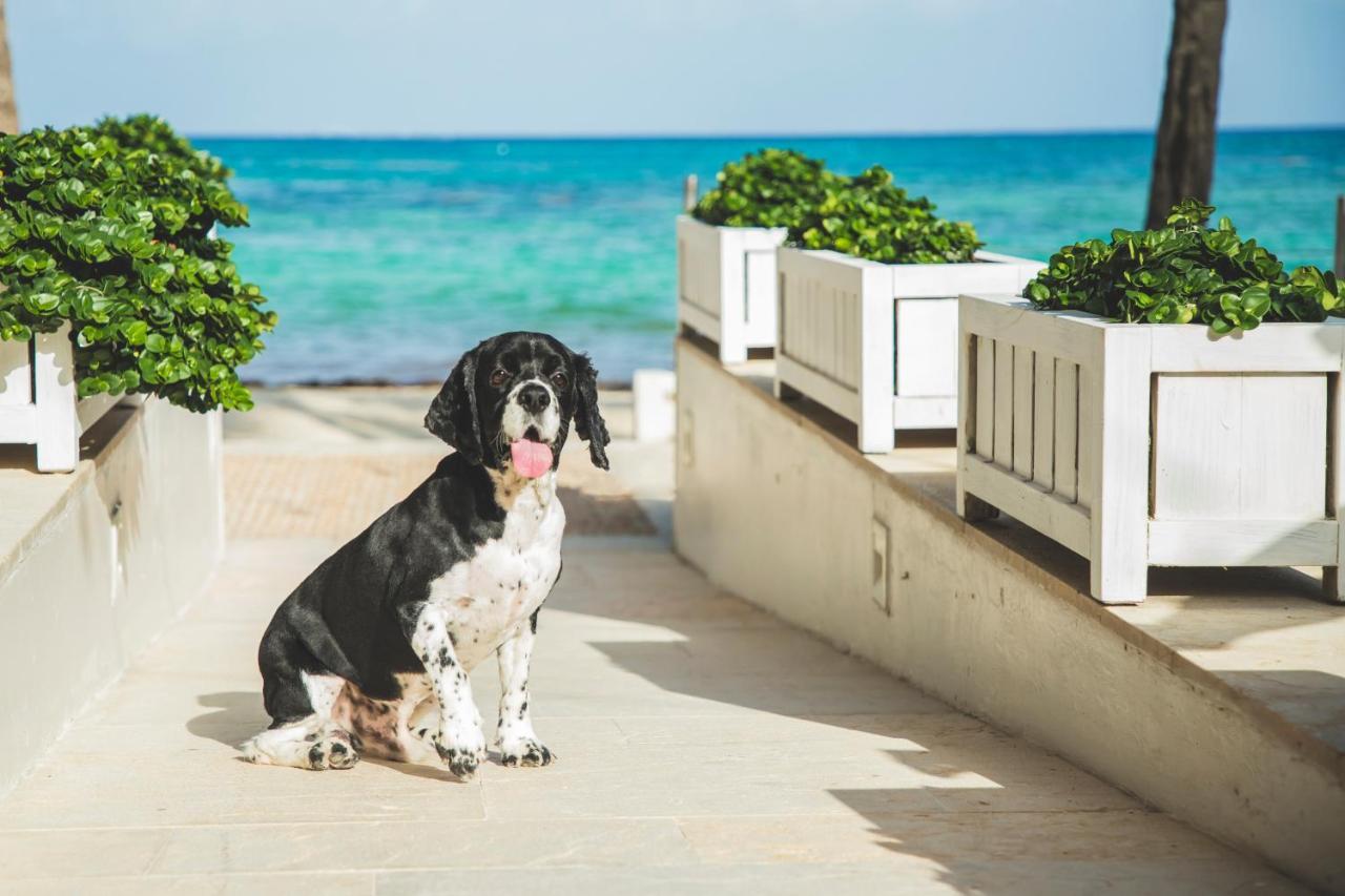 Thompson Playa Del Carmen Beach House, By Hyatt Ngoại thất bức ảnh